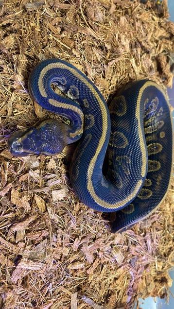 Stranger 66% het pied 50 % het DG ball python  beschikbaar voor biedingen