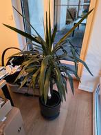 Yucca plant, Groene kamerplant, Ophalen, Yucca, 100 tot 150 cm