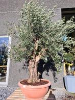 Olijfboom Olea Europaea in schaal met oude grillige stam, Ophalen, Olijfboom