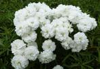 Achillea Perry's White, Tuin en Terras, Planten | Tuinplanten, Ophalen