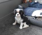 Prachtige cavalier king charles pups van geteste ouders, Dieren en Toebehoren, België, Fokker | Hobbymatig, Reu, CDV (hondenziekte)