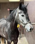 Wandel/recreatie pony, Gechipt, Merrie, 3 tot 6 jaar, D pony (1.37m tot 1.48m)