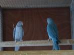 halsband parkieten, Dieren en Toebehoren, Geringd
