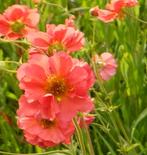 Geum en Heleborus, Ophalen of Verzenden, Vaste plant