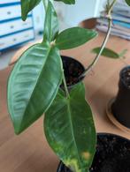 Philodendron tree leaf wonder, Huis en Inrichting, Kamerplanten, Ophalen