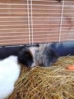 Cavia zeugjes met gratis kooi, Vrouwelijk, Cavia