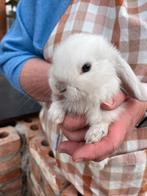 Hangoor konijnen, Dieren en Toebehoren, Konijnen, Hangoor