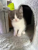 Britse korthaar kitten, Juni, Meerdere dieren