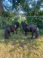 Twee super brave kinderponys, Dieren en Toebehoren, Pony's, Merrie, Gechipt
