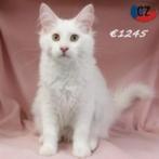 Maine Coon - schitterende kittens te koop, Dieren en Toebehoren, Meerdere dieren, Gechipt, 0 tot 2 jaar