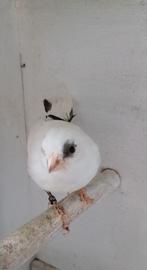 Kanaries, Dieren en Toebehoren, Vogels | Kanaries, Meerdere dieren