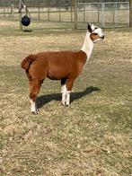 Bonte alpaca merries