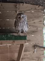 Strix uralensis, Dieren en Toebehoren, Vogels | Overige Vogels, Meerdere dieren, Roofvogel, Geringd