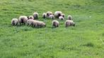 Bleu du Maine ramlammeren, Dieren en Toebehoren, Schapen, Geiten en Varkens, Mannelijk, Schaap, 0 tot 2 jaar