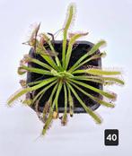 Drosera Capensis, Groene kamerplant, Ophalen of Verzenden, Overige soorten, Minder dan 100 cm