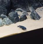 Mannetjes Pseudotropheus Saulosi Cichliden, Dieren en Toebehoren, Vissen | Aquariumvissen, Vis, Zoetwatervis