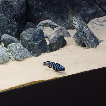 Mannetjes Pseudotropheus Saulosi Cichliden  beschikbaar voor biedingen