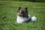 Pomeriaan, dwergkees, keeshond spits pups, België, Keeshond, 8 tot 15 weken, CDV (hondenziekte)
