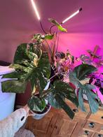 Monstera Thai Constallation, Ophalen