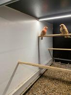 Pheo roodmussen, Dieren en Toebehoren, Vogels | Overige Vogels