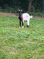 Jong bokje met hoorns te koop, Dieren en Toebehoren, Mannelijk, Geit, 0 tot 2 jaar