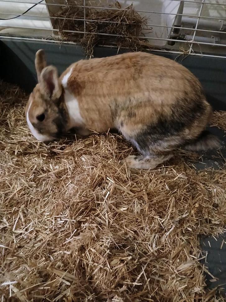 Dwergkonijn mannetje, Animaux & Accessoires, Lapins