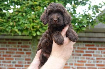 Chiots Labradoodle de taille mini et moyenne 