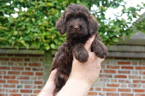 Chiots Labradoodle de taille mini et moyenne, Animaux & Accessoires, Chiens | Retrievers, Épagneuls & Chiens d'eau, Plusieurs animaux