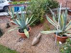 Cactussen 1m, Tuin en Terras, Ophalen