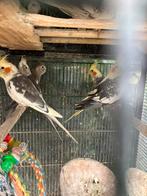 KWEEKKOPPELS BONTE.GEPARELDE.WILDKLEUR.WITKOP VALKPARKIETEN, Dieren en Toebehoren, Vogels | Parkieten en Papegaaien, Meerdere dieren