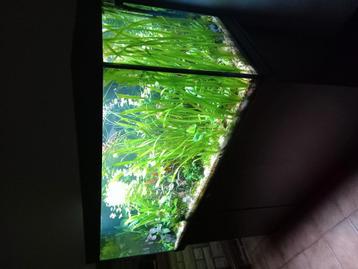 Aquarium beschikbaar voor biedingen