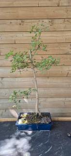 Bonsai. Acer buergerianum. Drietandesdoorn., Tuin en Terras, Planten | Bomen, Ophalen