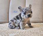 Franse bulldog, België, Fokker | Hobbymatig, Reu, CDV (hondenziekte)