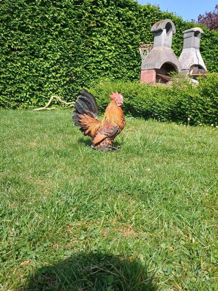 Gebaarde sabelpootkriel haan/ haantje sabels porselein, Dieren en Toebehoren, Pluimvee, Kip, Mannelijk