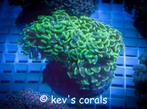 Euphyllia ancora ultra green XL, Dieren en Toebehoren, Overige typen, Zoutwatervis