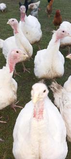 Bio Kalkoen, Dieren en Toebehoren, Pluimvee, Kalkoen