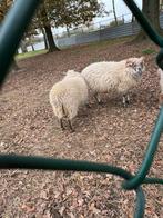 Ouessant schaapjes te Koop, Dieren en Toebehoren, Meerdere dieren, Schaap, 0 tot 2 jaar