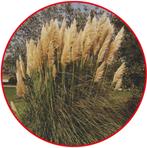Branche de Pampas coupée fin septembre, Ophalen, Overige soorten, 100 tot 150 cm