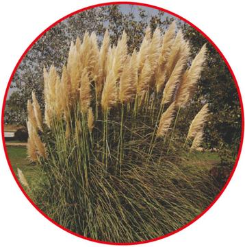 Branche de Pampas coupée fin septembre  beschikbaar voor biedingen