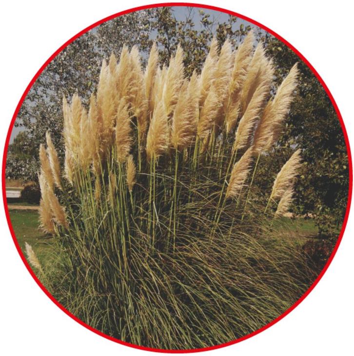 Branche de Pampas coupée fin septembre, Huis en Inrichting, Kamerplanten, Overige soorten, 100 tot 150 cm, Ophalen