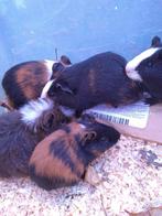Jonge proefkonijnen harig driekleurig bivolor, Dieren en Toebehoren, Knaagdieren, Cavia, Mannelijk, Juli, Tam