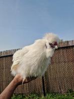 8 mooie, jonge zijdehoender haantjes, Dieren en Toebehoren, Mannelijk, Kip