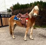 Toffe allround merrie, Dieren en Toebehoren, Merrie