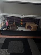 As bruin minilop konijntje met kooi, Dieren en Toebehoren, Ophalen, Zo goed als nieuw, Konijn