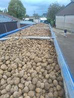 aardappelen fontane 30 ton beschikbaar, Ophalen of Verzenden