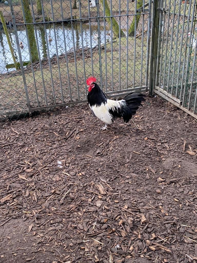 Broedeieren van lakenvelder, Animaux & Accessoires, Volatiles