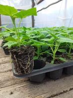 Paulownia, Jardin & Terrasse, Enlèvement, Plante fixe, Autres espèces