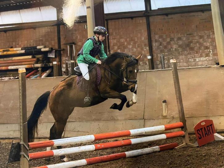 D pony, Animaux & Accessoires, Poneys, Débourré