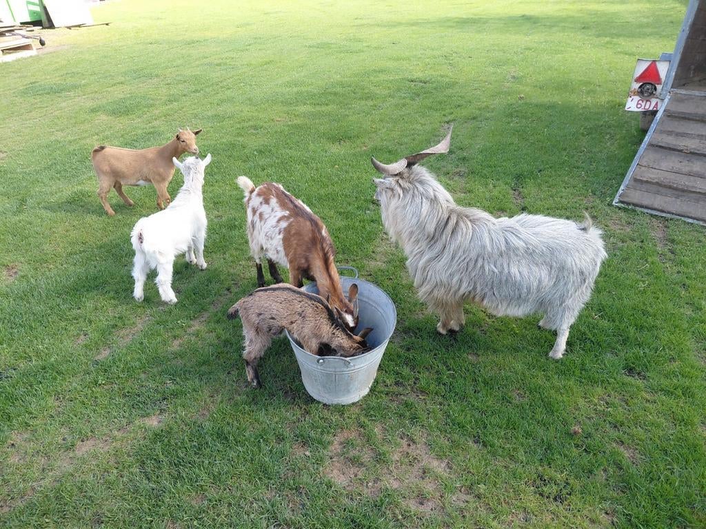 Dwerggeitjes, Dieren en Toebehoren