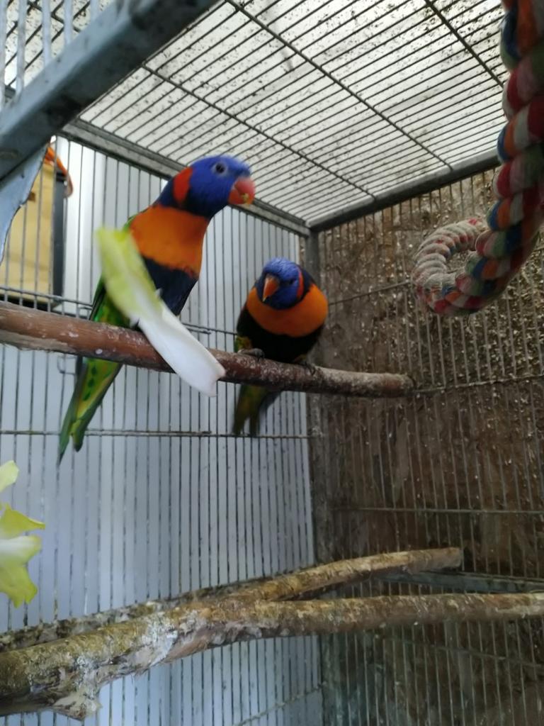 Koppel roodnek Lori, Plusieurs animaux, Domestique